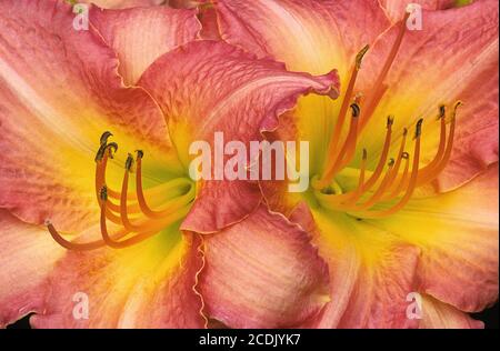 Auffällige Nahaufnahme von zwei schönen Taglilienblüten (Hemerocallis) mit gekräuselten, leuchtend rosa Blütenblättern. Fortpflanzungsteile der Blume (Stempel und Staubgefäße) Stockfoto