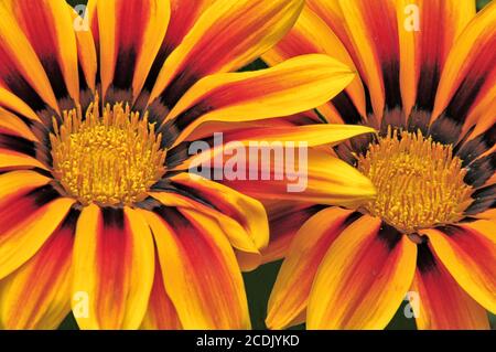 Aufmerksamkeitsstarke Nahaufnahme von zwei Blüten der Gazania (afrikanische Gänseblümchen) mit leuchtend farbigen Blütenblättern aus Gelb, Rot, Orange und Bronze. Stockfoto