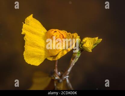 Bladderkraut, Utricularia australis, Blüte in Nahaufnahme, im seichten sauren See. Stockfoto