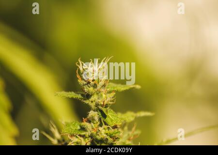 Cannabis blühende Pflanze aus nächster Nähe Stockfoto