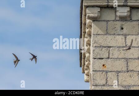 Mauersegler, Apus apus, fliegen um Nistplatz in alten Kirchturm. Stockfoto