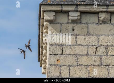 Mauersegler, Apus apus, fliegen um Nistplatz in alten Kirchturm. Stockfoto