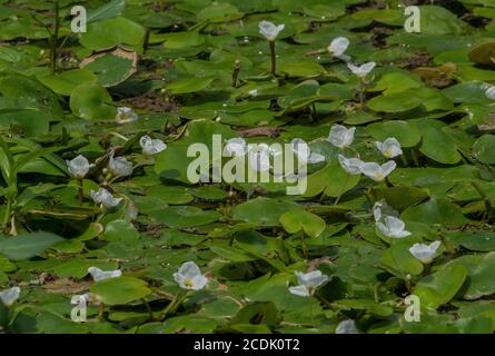 Masse des schwimmenden Froschbits, Hydrocharis morsus-ranae, im Teich. Stockfoto