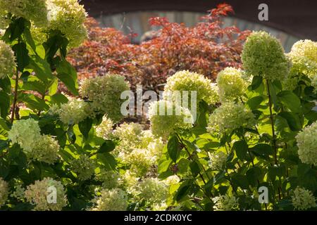 Blühende Hydrangea Blossoms, Hydrangea macrophylla, umrahmt einen japanischen Ahornbaum, Acer palmatum, in einem Garten während des Sommers in Ephrata, Pennsylvania Stockfoto