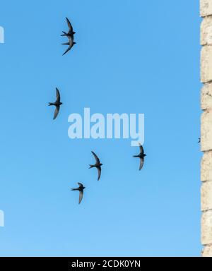 Mauersegler, Apus apus, fliegen um Nistplatz in alten Kirchturm. Stockfoto