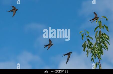 Mauersegler, Apus apus, fliegen um Nistplatz in alten Kirchturm. Stockfoto