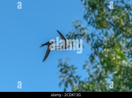 Mauersegler, Apus apus, fliegen um Nistplatz in alten Kirchturm. Stockfoto