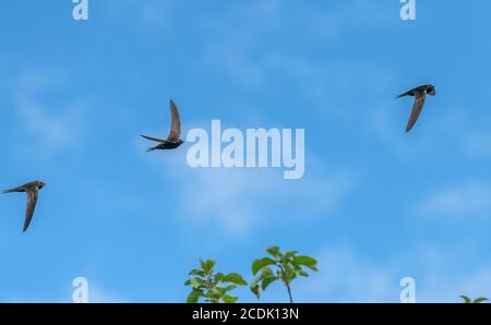 Mauersegler, Apus apus, fliegen um Nistplatz in alten Kirchturm. Stockfoto