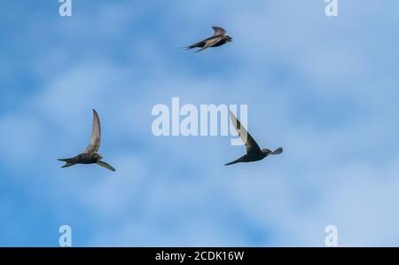 Mauersegler, Apus apus, fliegen um Nistplatz in alten Kirchturm. Stockfoto