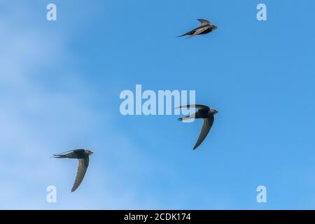 Mauersegler, Apus apus, fliegen um Nistplatz in alten Kirchturm. Stockfoto