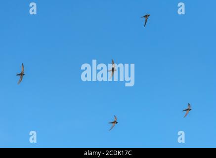 Mauersegler, Apus apus, fliegen um Nistplatz in alten Kirchturm. Stockfoto