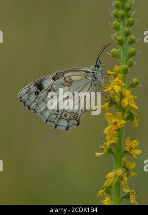 Marmorweiß, Melanargia galathea, thront auf Common agrimony, Agrimonia eupatoria im Grasland. Stockfoto