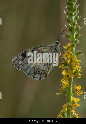 Marmorweiß, Melanargia galathea, thront auf Common agrimony, Agrimonia eupatoria im Grasland. Stockfoto