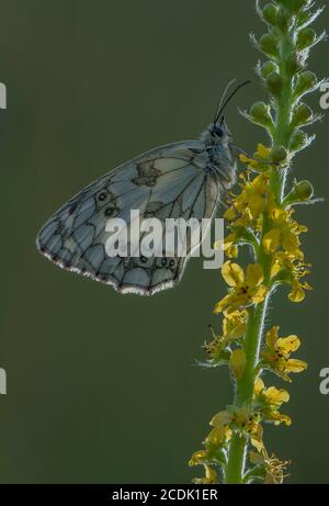 Marmorweiß, Melanargia galathea, thront auf Common agrimony, Agrimonia eupatoria im Grasland. Stockfoto