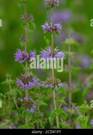 Pennyroyal, Mentha pulegium, blühend im feuchten Winter-nassen Grasland. Stockfoto