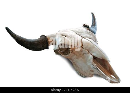 Schädel der Kuh Stockfoto