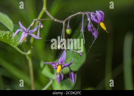 Bittersüß, Solanum dulcamara, Blumen, Nahaufnahme. Stockfoto