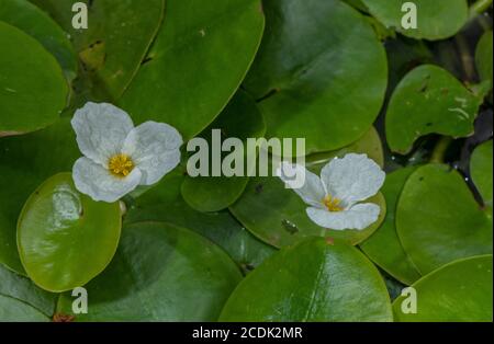 Froschgebiss, Hydrocharis morsus-ranae, in Blüte in dichter Matte im Teich. Stockfoto