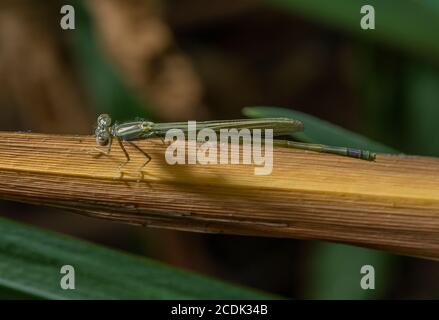 Unreife weibliche kleine Rotäugige Damselfliege, Erythromma viridulum, auf Blatt sitzend. Stockfoto