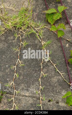 Bermudagras, Cynodon dactylon, Verbreitung über Pflaster - weit eingebürgert. Stockfoto