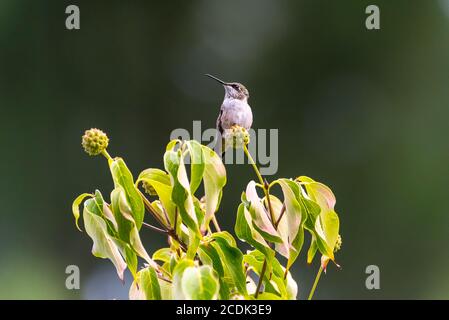 Nahaufnahme eines jungen männlichen Ruby-throated Kolibri in einem thront Baum Stockfoto