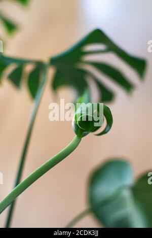 Monstera Deliciosa, auch bekannt als Schweizer Käsepflanze, ist eine Pflanze aus den Tropen und hat sich in der Innenarchitektur sehr beliebt gemacht. Stockfoto