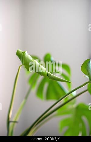 Monstera Deliciosa, auch bekannt als Schweizer Käsepflanze, ist eine Pflanze aus den Tropen und hat sich in der Innenarchitektur sehr beliebt gemacht. Stockfoto