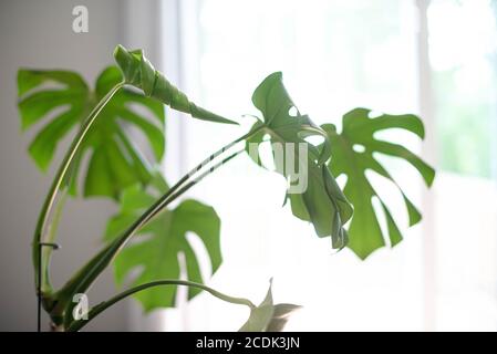 Monstera Deliciosa, auch bekannt als Schweizer Käsepflanze, ist eine Pflanze aus den Tropen und hat sich in der Innenarchitektur sehr beliebt gemacht. Stockfoto