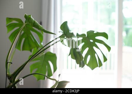 Monstera Deliciosa, auch bekannt als Schweizer Käsepflanze, ist eine Pflanze aus den Tropen und hat sich in der Innenarchitektur sehr beliebt gemacht. Stockfoto