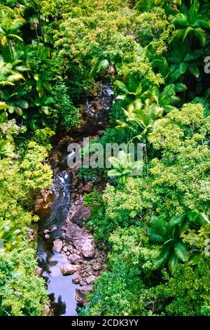 Kleiner Bach im Dschungel von Big Island Stockfoto