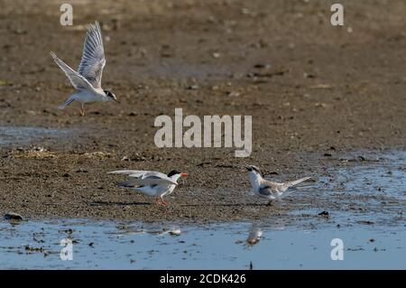 Erwachsene Gemeine Seeschwalbe, Sterna hirundo, mit abhängigen Jungen, in Brutkolonie. Stockfoto