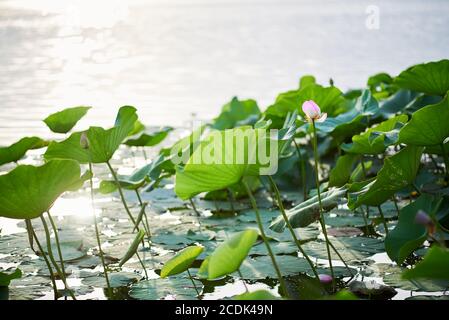 Bei Sonnenuntergang blüht in einem Lotusfeld ein eineinziger Lotus Und Spätsommer Stockfoto