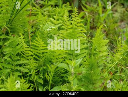 Marschfarn, Thelypteris palustris, Wedel in sumpfigem Boden. Dorset. Stockfoto