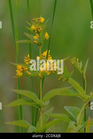 Gelbe Loosestrife, Lysimachia vulgaris in Blüte in Seeufer sumpfiger Vegetation. Stockfoto