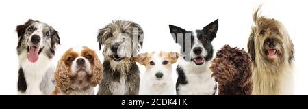 Banner-Gruppe sieben Hunderassen, Cavalier, Jack russell, Schäferhund und Border Collie, Pudel für Web-Seite. Isoliert auf weißem Hintergrund. Stockfoto