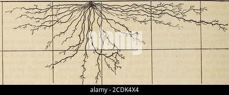 . Die ökologischen Beziehungen der Wurzeln . 74 DIE ÖKOLOGISCHEN BEZIEHUNGEN DER WURZELN. Von der Basis des Stammes, die mehr oder weniger parallel mit dem Boden smfaceat eine Tiefe von 2 bis 5 Zoll und zu einem maximalen Abstand von 30 Zoll. Alle Wurzeln, ob oberflächlich oder tiefer, waren praktisch frei von Ästen für einen Abstand von 4 bis 6 Zoll. Von diesem Zeitpunkt an begannen sie zu verzweigen, die Zweige in der Anzahl in Richtung der Spitzen zu erhöhen. Diese Verzweigungen variierten von wenigen Millimetern bis zu 3 oder 4 cm. In der Länge, und in Abständen auf diesen. Abb. 26. – Tradescaniia virginiana. Wurden kurze haarähnliche Zweige von 2 bis 5 mm gefunden Stockfoto