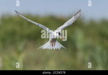 Seeschwalbe, Sterna hirundo, schwebend über der Küstenlagune, auf der Suche nach Fischen. Brutzeit. Stockfoto