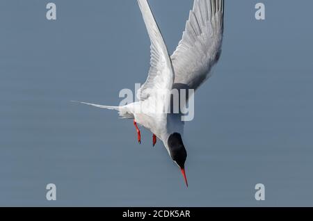 Seeschwalbe, Sterna hirundo, Tauchen nach Fischen in der Küstenlagune, während der Brutzeit. Stockfoto