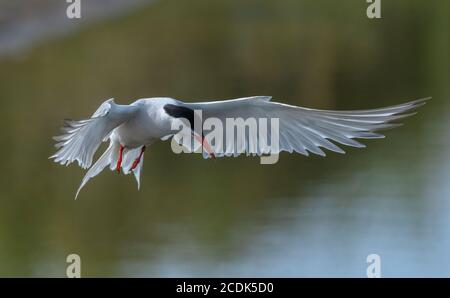 Seeschwalbe, Sterna hirundo, schwebend über der Küstenlagune, auf der Suche nach Fischen. Brutzeit. Stockfoto