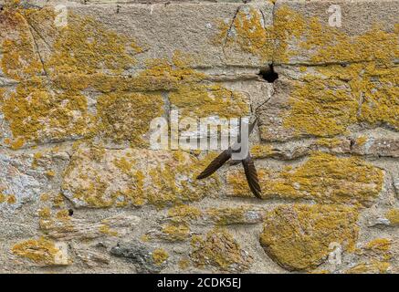 Gewöhnlicher Mauersegler, Apus apus, um Nistplatz in alter Steinhausmauer. Stockfoto