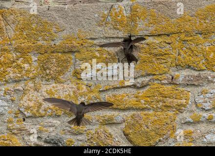 Mauersegler, Apus apus, um Nistplatz in alten Steinhaus Wand. Stockfoto