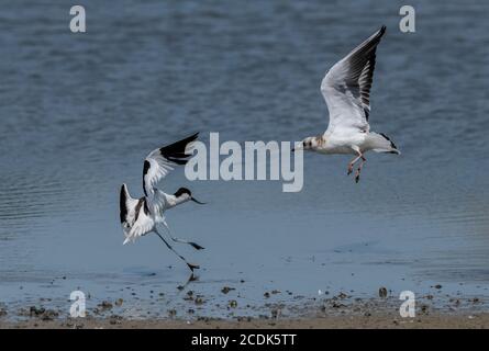 Avocet, Recurvirostra avosetta, jagen junge Schwarzkopfmöwe, Chroicocephalus ridibundus, weg von Nistplatz. Stockfoto