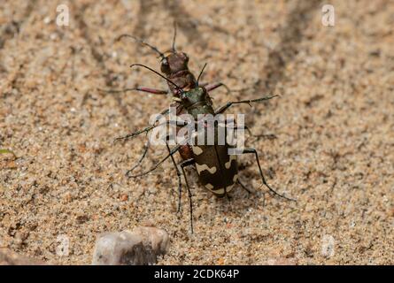 Paarungspaar von Northern Dune Tiger Beetle, Cicindela hybrida, auf Sand. Stockfoto