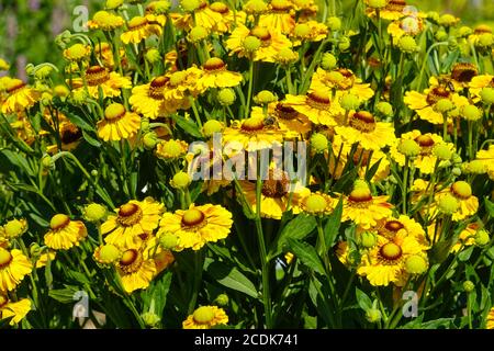 Helenium 'Goldrausch' Blüten Helenium herbstliche Blüten gelber Sommer Stockfoto