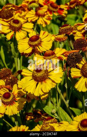 Helenium autumnale 'Rauchtopas' Helenium Rauchtopas Stockfoto