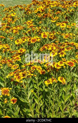 Helenium autumnale 'Rauchtopas' blühende Helenium Rauchtopas Stockfoto