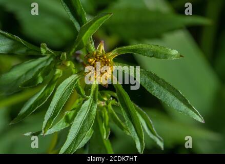 Trifid bur-Ringelblume, Bidens tripartita in Blüte. Stockfoto