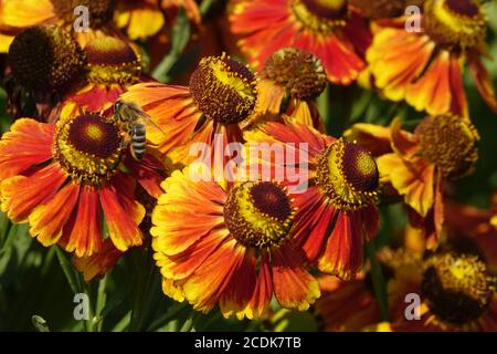 Helenium 'Moerheim Beauty' Stockfoto