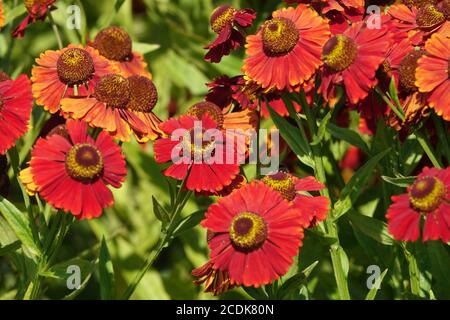 Rote Helenium-Blüten Stockfoto