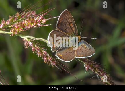 Rußiges Kupfer, Lycaena tityrus, auf Gras gelegen. Bretagne, Frankreich. Stockfoto